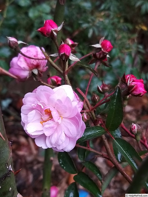 'Petite Coquine de Chédigny' rose, click to enlarge 'Petite Coquine de Chédigny' rose photo