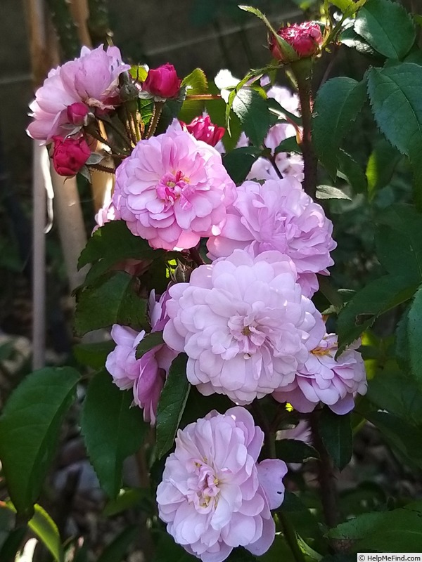 'Petite Coquine de Chédigny' rose, click to enlarge 'Petite Coquine de Chédigny' rose photo