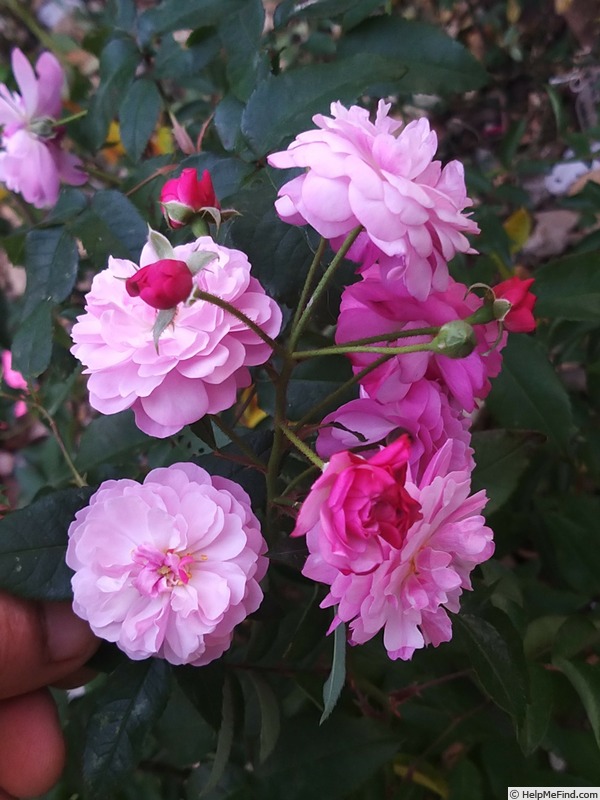 'Petite Coquine de Chédigny' rose, click to enlarge 'Petite Coquine de Chédigny' rose photo