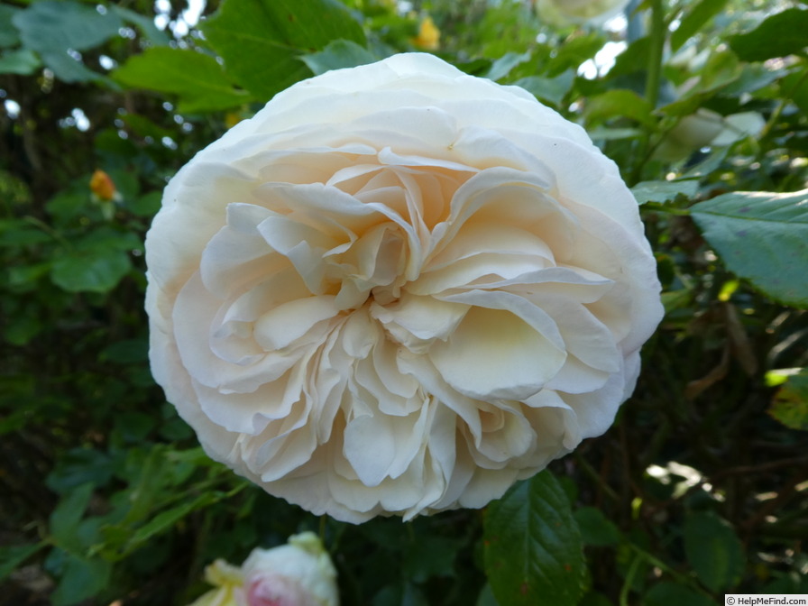 'White Eden ™' rose, click to enlarge 'White Eden ™' rose photo