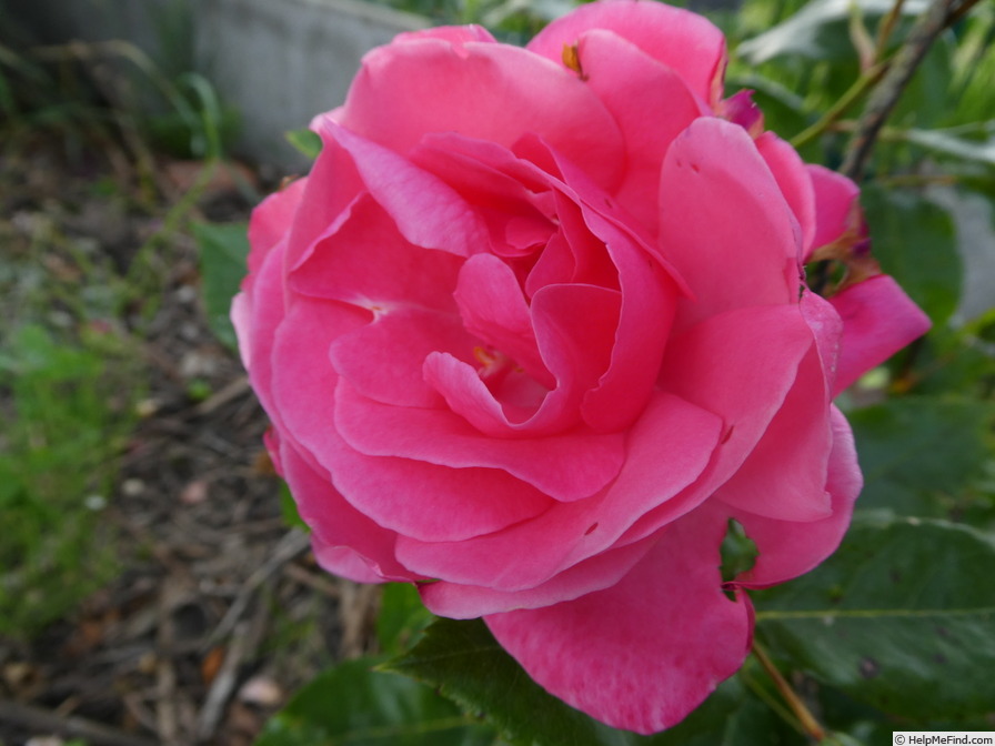 'Grandma's Blessing' rose photo