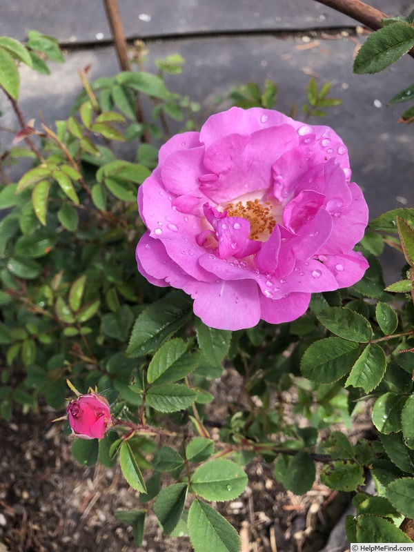 'AKA-173-19' rose photo