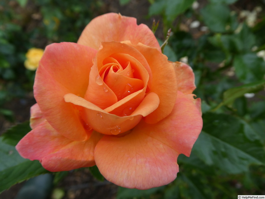 'Portorož ®' rose photo