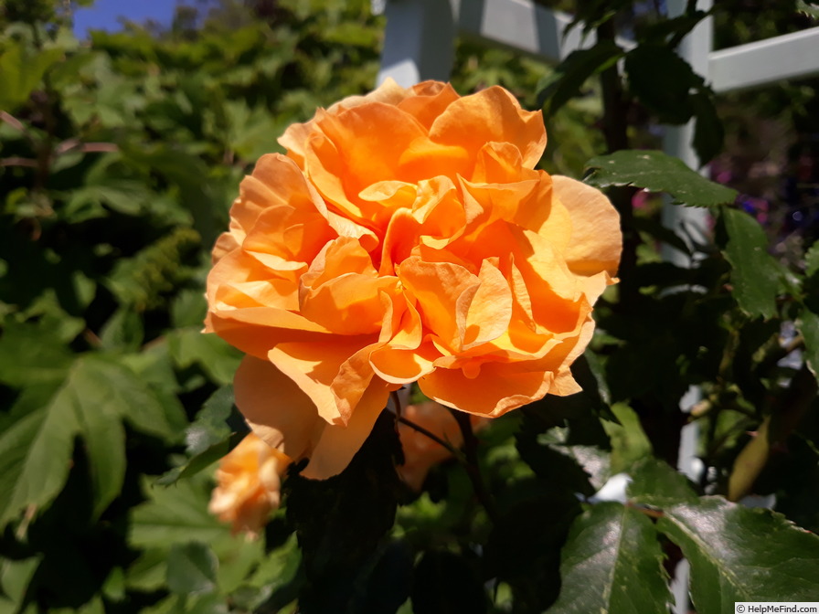 'Cup of Gold' rose photo