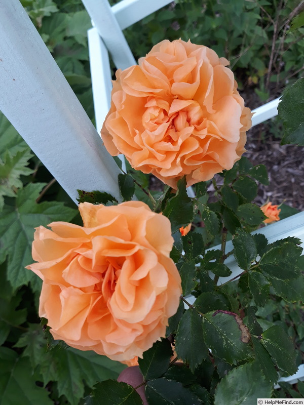 'Cup of Gold' rose photo