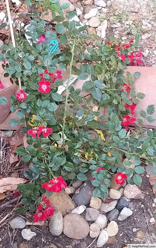 'Rouge Cascade ®' rose photo