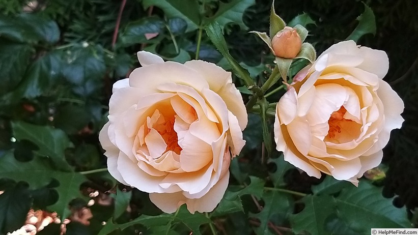 'Jardin des Tuileries ®' rose, click to enlarge 'Jardin des Tuileries ®' rose photo