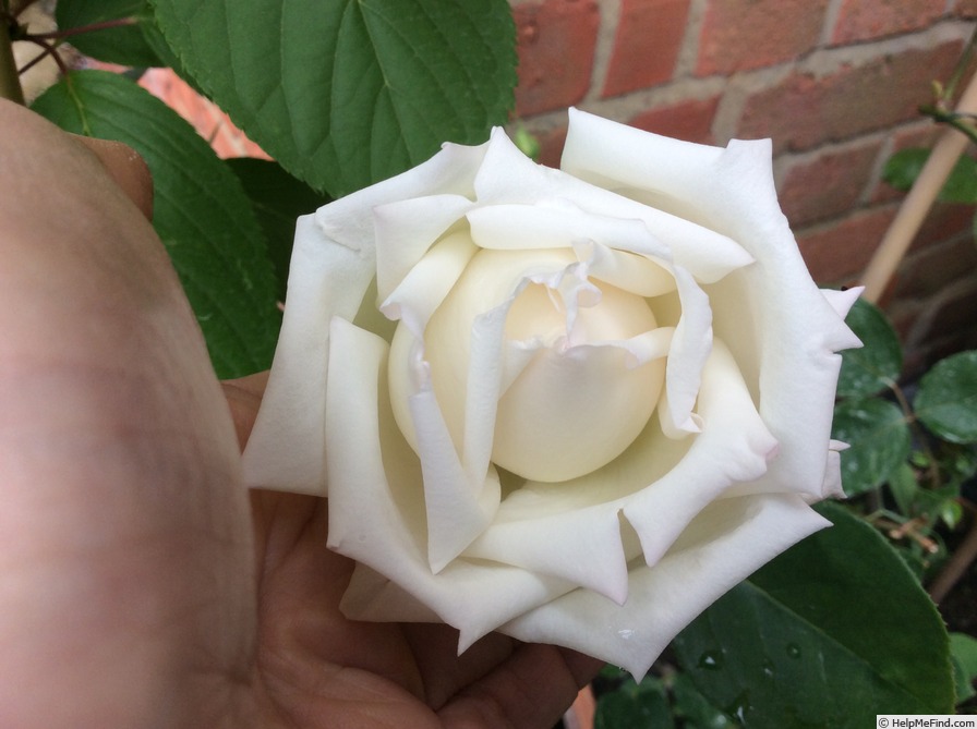 'The Bride (tea, May, 1885)' rose photo