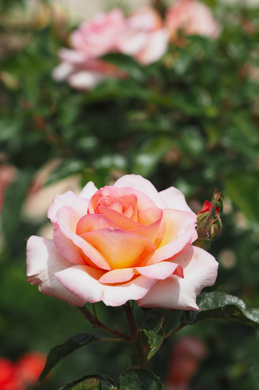 'Rosa del Camino de Santiago ®' rose photo