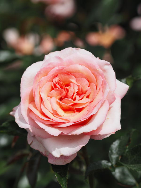 'Rosa del Camino de Santiago ®' rose photo