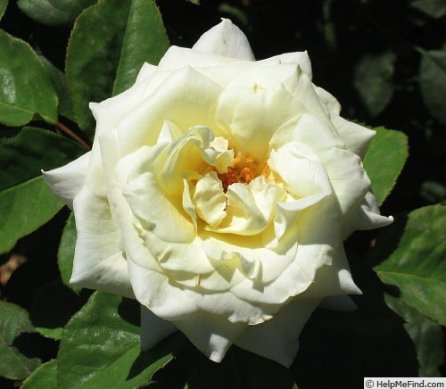 'Ginrei' rose photo