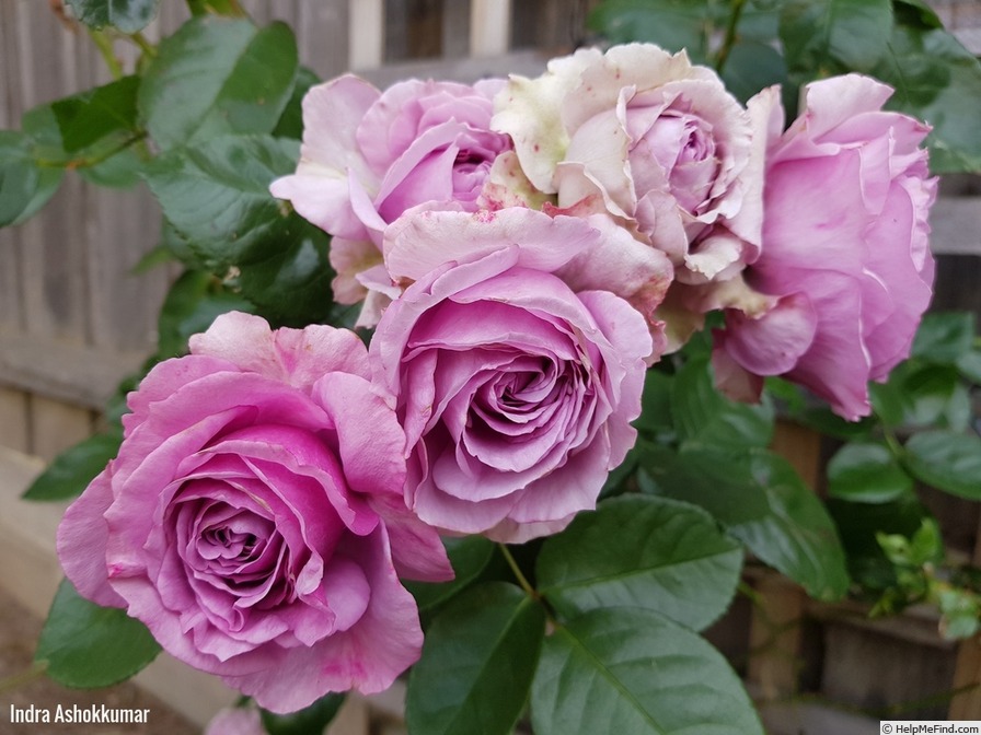 'Quick Silver (climber, Kordes 2004)' rose, click to enlarge 'Quick Silver (climber, Kordes 2004)' rose photo