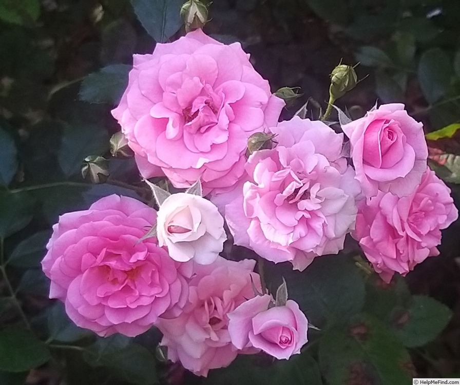 'Amica ® (shrub, Kordes, 2017)' rose photo