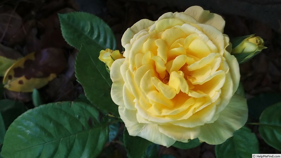 'Ville de Chine' rose photo