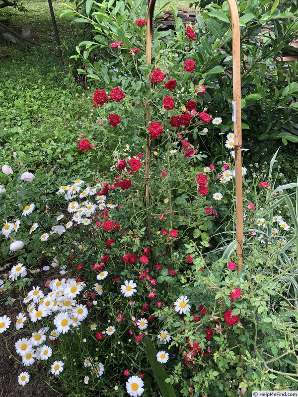 'Red Cascade' rose photo