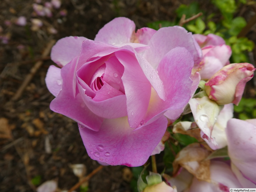 'Saphir ® (shrub, Tantau, 2015)' rose photo