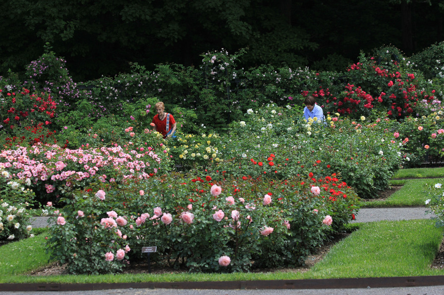 'The Peggy Rockefeller Rose Garden'  photo