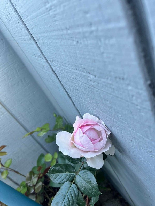'Cry's Patio Rose Garden'  photo