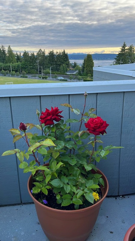 'Cry's Patio Rose Garden' , click to enlarge 'Cry's Patio Rose Garden'  photo