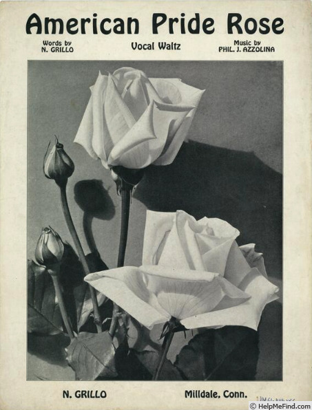 'American Pride (hybrid tea, Grillo 1929)' rose photo