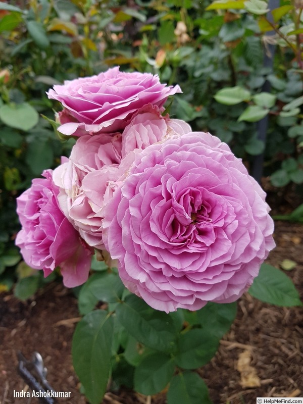 'Lavender Ice ®' rose photo