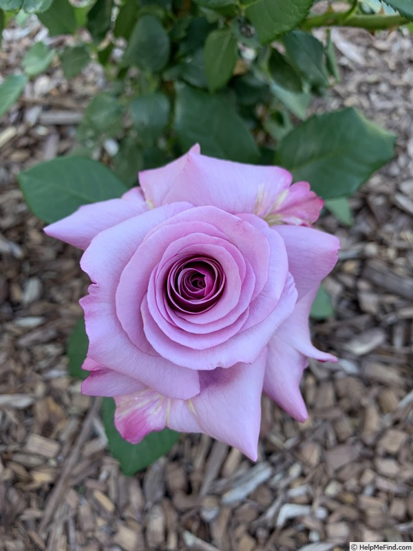 'Neptune ™ (hybrid tea, Carruth, 2003)' rose photo