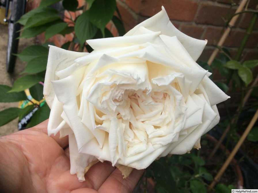 'The Bride (tea, May, 1885)' rose photo