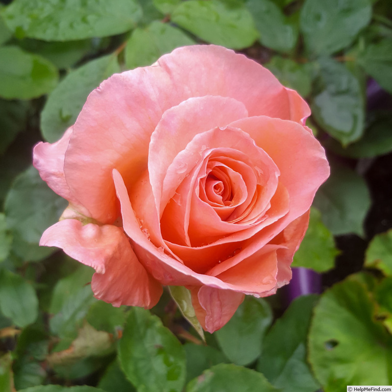 'Blessings' rose photo