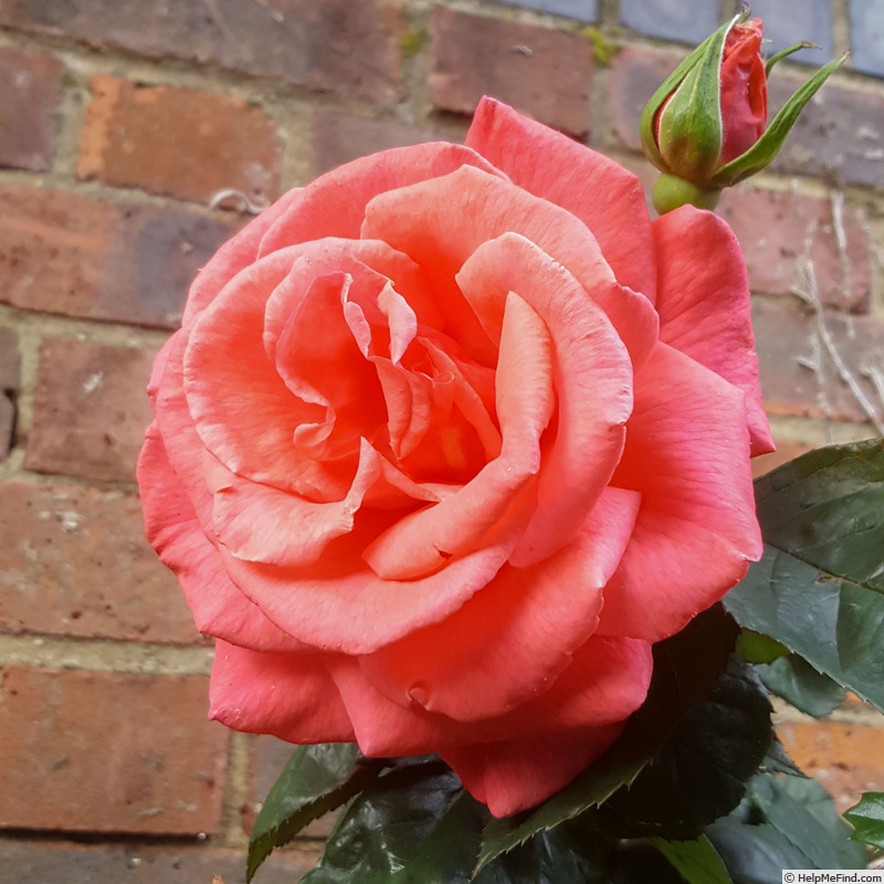 'Leaping Salmon' rose photo