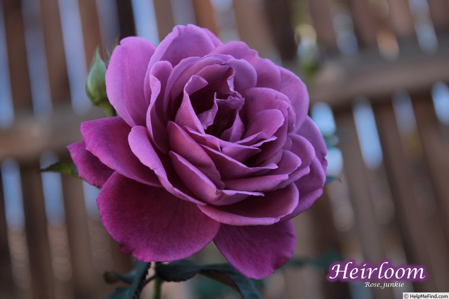 'Heirloom (Hybrid Tea, Warriner, 1972)' rose photo