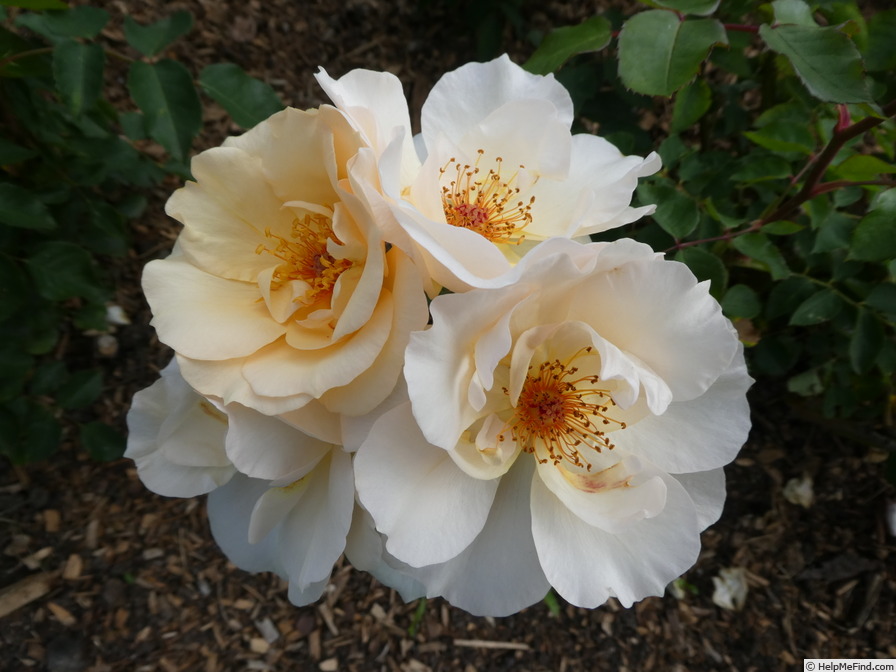 'Stéphanie d'Ursel ®' rose photo