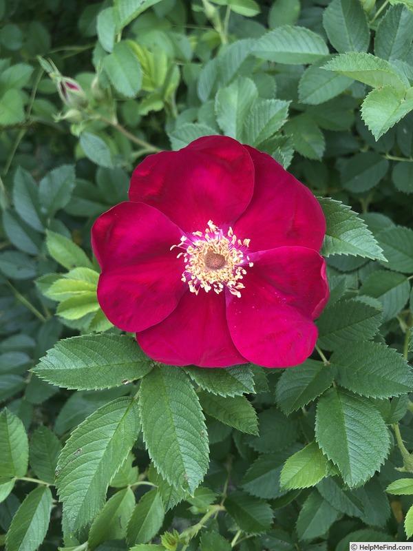 'Hart Crane' rose photo
