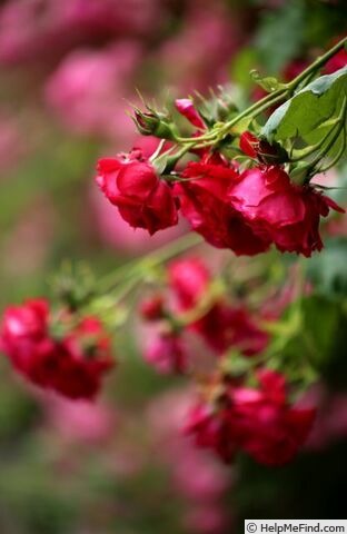 'La merveille écarlate' rose photo