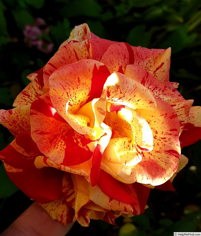 'Valentina™ Freska ®' rose photo
