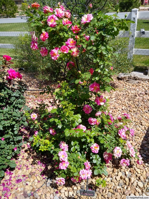 'Candy Land™' rose photo