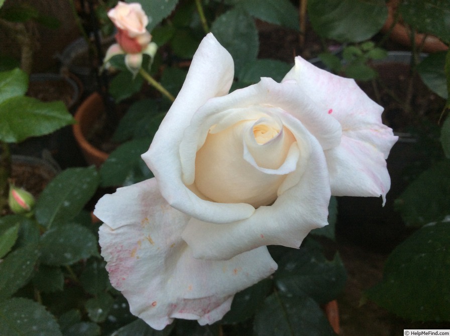 'Anniversary Waltz' rose photo