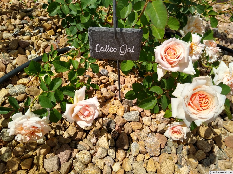 'Calico Gal' rose photo