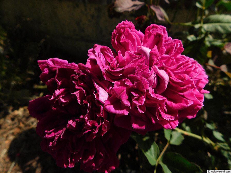 'Eugène de Beauharnais (bourbon, Hardy, 1838)' rose photo