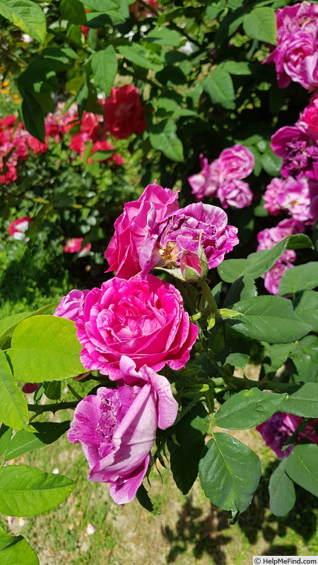 'Ferdinand Pichard' rose photo