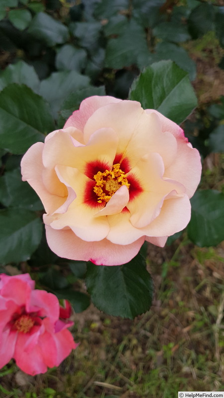 'Alissar, Princess of Phoenicia' rose photo