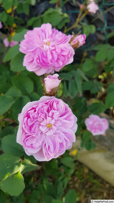 'James Mitchell' rose photo