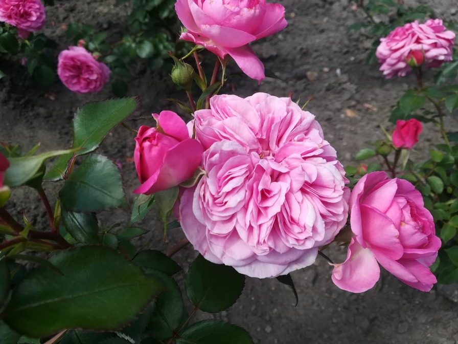 'Baronesse ® (floribunda, Evers/Tantau, 2009)' rose, click to enlarge 'Baronesse ® (floribunda, Evers/Tantau, 2009)' rose photo