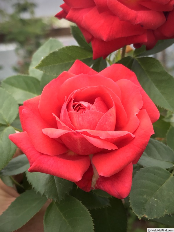 'Rougemoss' rose photo