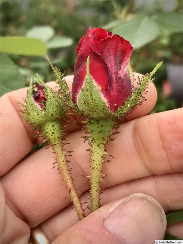 'Rougemoss' rose photo