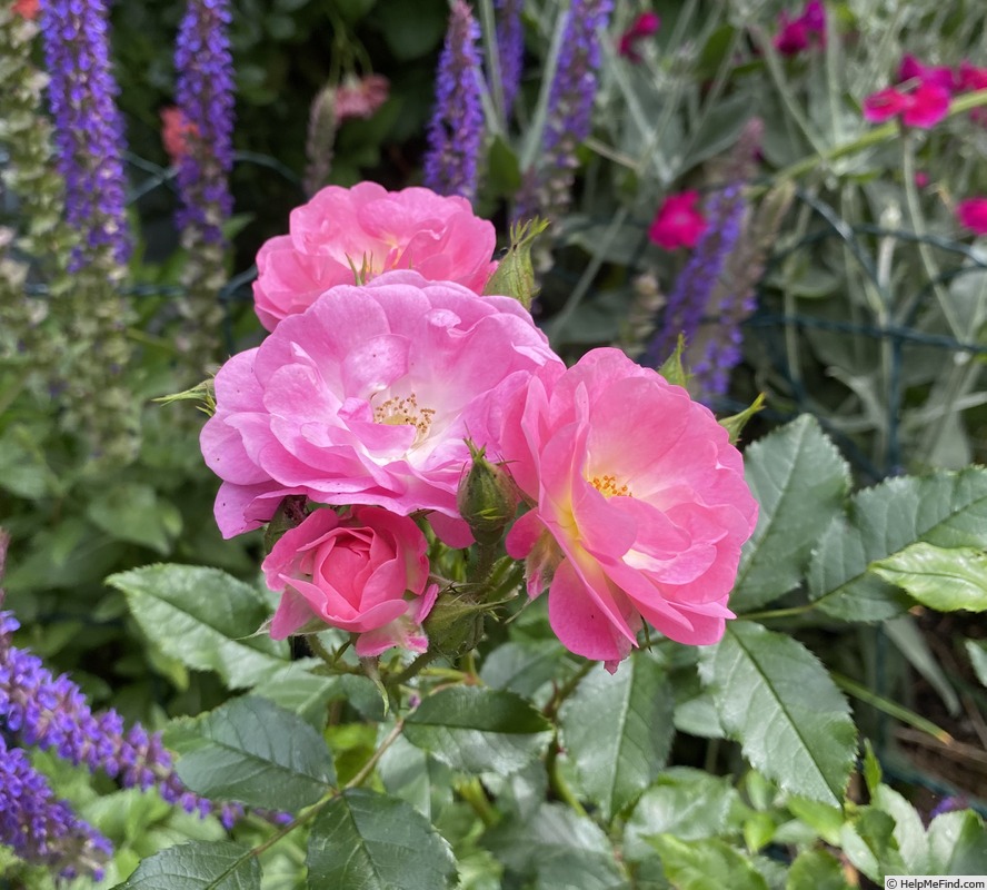 'Catherine de Kerchove' rose photo