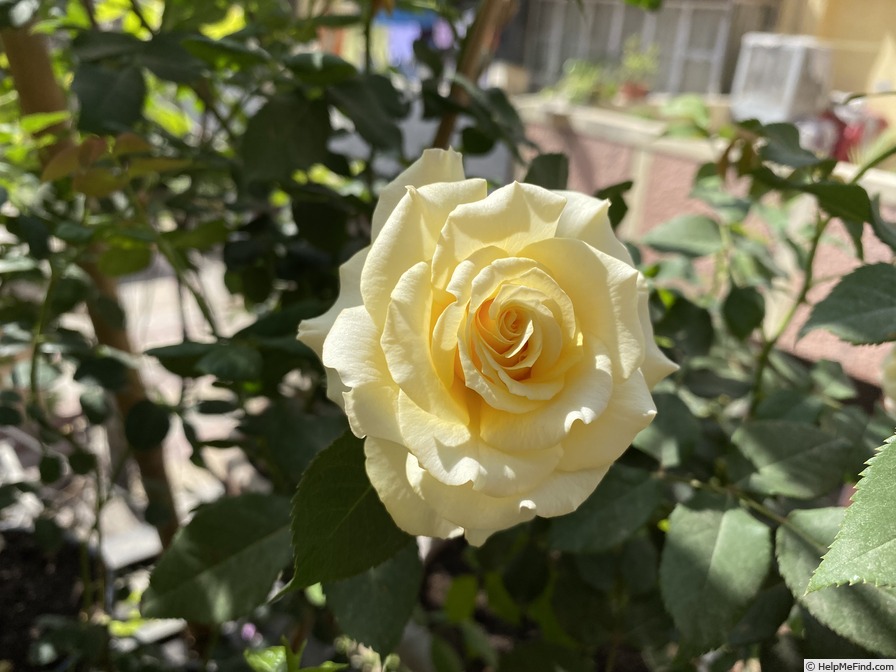 'Sunny Sky ® (hybrid tea, Kordes, 1999/2009)' rose, click to enlarge 'Sunny Sky ® (hybrid tea, Kordes, 1999/2009)' rose photo