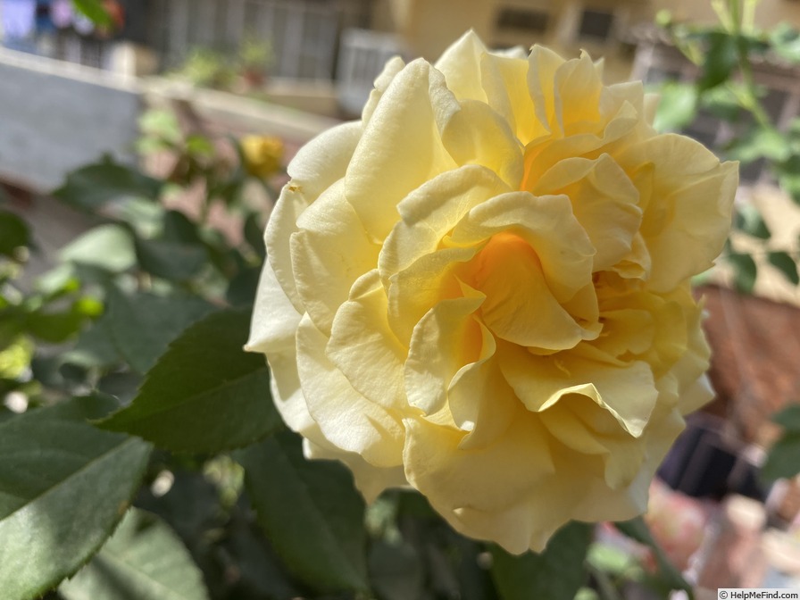 'Sunny Sky ® (hybrid tea, Kordes, 1999/2009)' rose photo