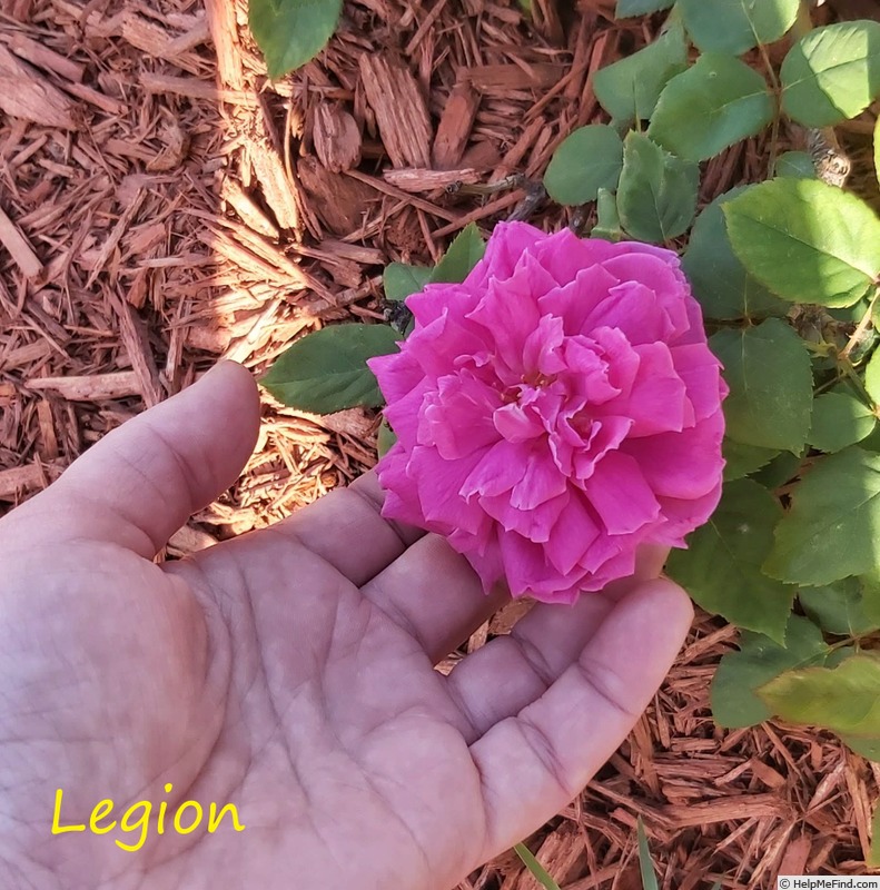 'Legion' rose photo