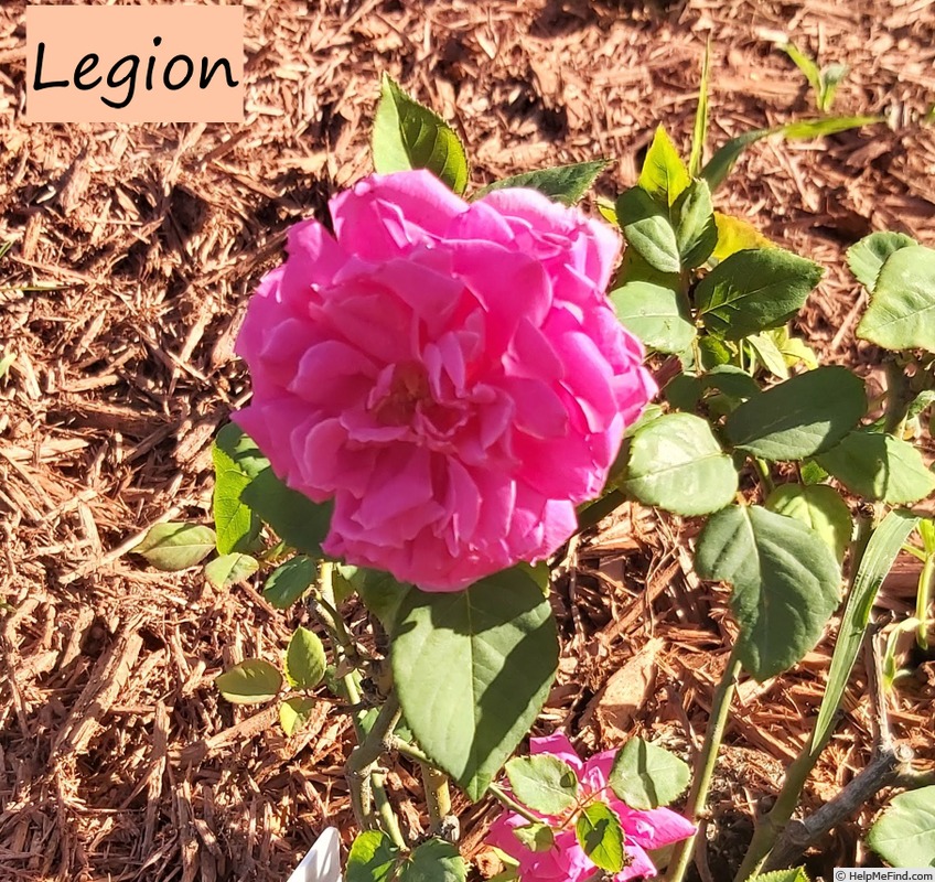 'Legion' rose photo