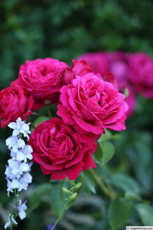 'Olympias' rose photo